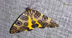 Pantherodes pardalaria