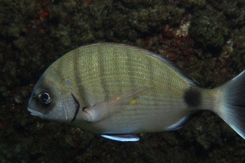Diplodus sargus