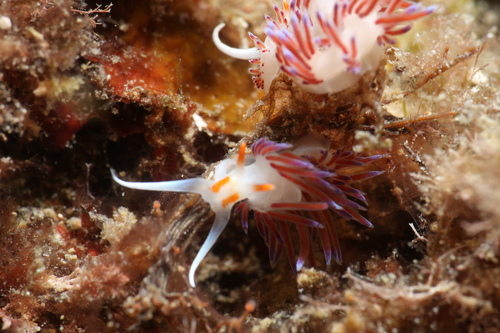 Cratena peregrina