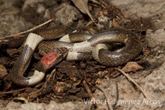 Pseudoleptodeira latifasciata