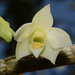 Dendrobium aqueum - Photo Ningún derecho reservado, subido por S.MORE