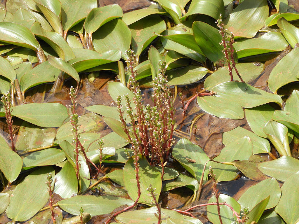 Rotala tenella