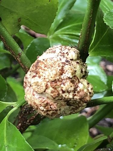 Agrobacterium radiobacter nuotrauka