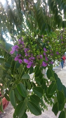 Lonchocarpus longistylus