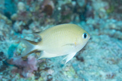 Pycnochromis amboinensis