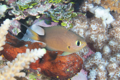 Pycnochromis atripes