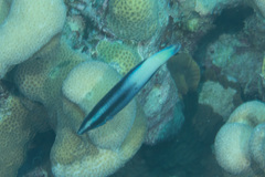 Labroides bicolor