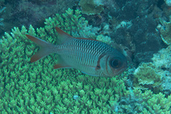 Myripristis violacea