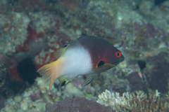 Bodianus axillaris