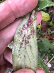 Alternaria gomphrenae