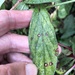 Alternaria gomphrenae - Photo (c) Susan J. Hewitt, some rights reserved (CC BY-NC), uploaded by Susan J. Hewitt