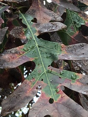 Xylella fastidiosa