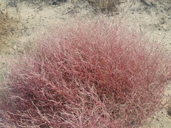 Corispermum orientale