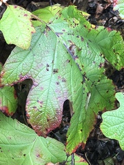 Cercospora hydrangeae