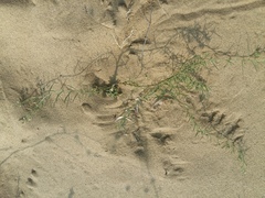 Thesium maritimum