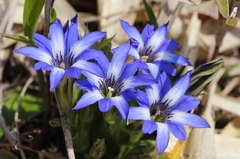 Gentiana thunbergii thunbergii
