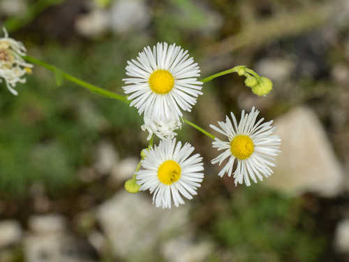 Allison's Fleabane (Erigeron allisonii)