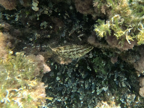 Symphodus roissali