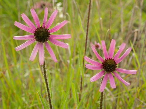 Tennessee purple coneflower (Echinacea tennesseensis)