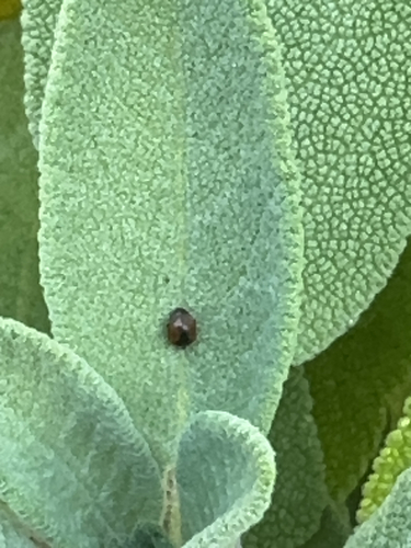 Rainfarn-Zwergmarienkäfer