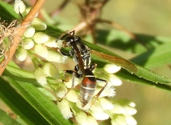 Polistes pacificus