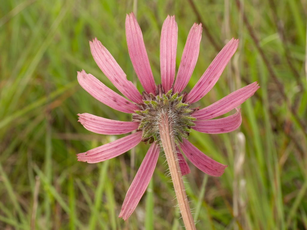 Tennessee purple coneflower (Echinacea tennesseensis)