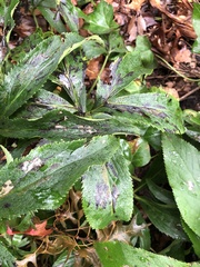 Microsphaeropsis hellebori