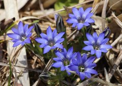 Gentiana thunbergii thunbergii