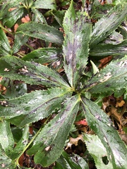 Microsphaeropsis hellebori