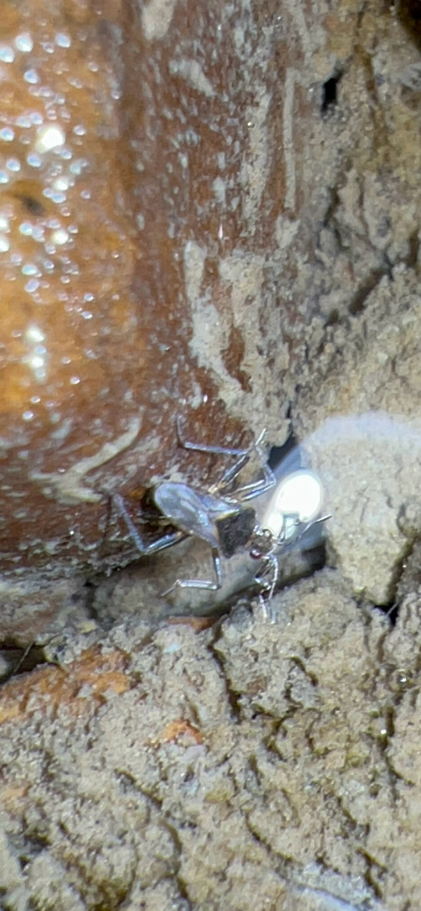 Microvelia americana