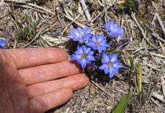 Gentiana thunbergii thunbergii