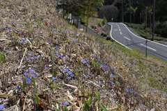 Gentiana thunbergii thunbergii