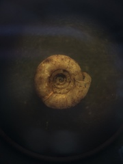 Helicodiscus