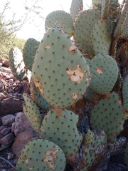 Opuntia comonduensis