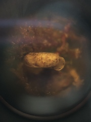 Helicodiscus