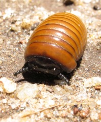 Arthrosphaera