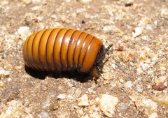 Arthrosphaera