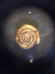 Helicodiscus