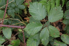 Rubus lindleianus