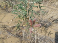 Astragalus brachylobus