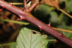 Rubus lindleianus