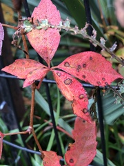 Phyllosticta quinquefoliae