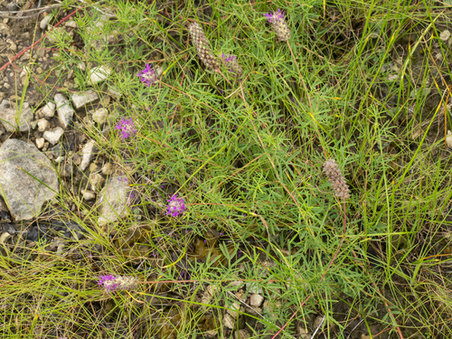 Gattinger's Prairie Clover (Dalea gattingeri)