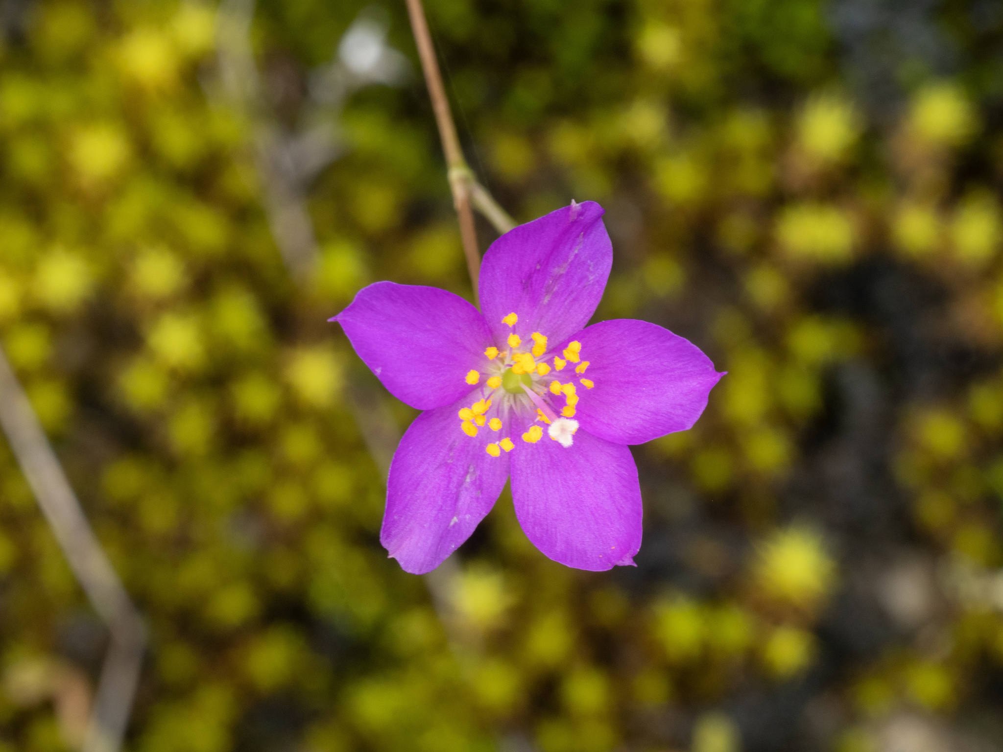 Limestone Fameflower (Phemeranthus calcaricus)