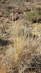 Hilaria rigida
