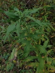 Solidago canadensis canadensis