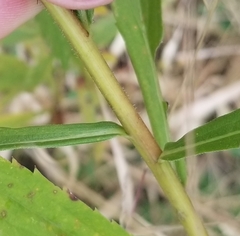 Solidago canadensis canadensis