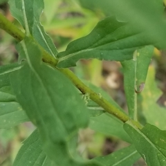 Solidago canadensis canadensis