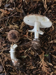 Leucoagaricus cupresseus