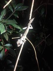 Uroplatus finiavana